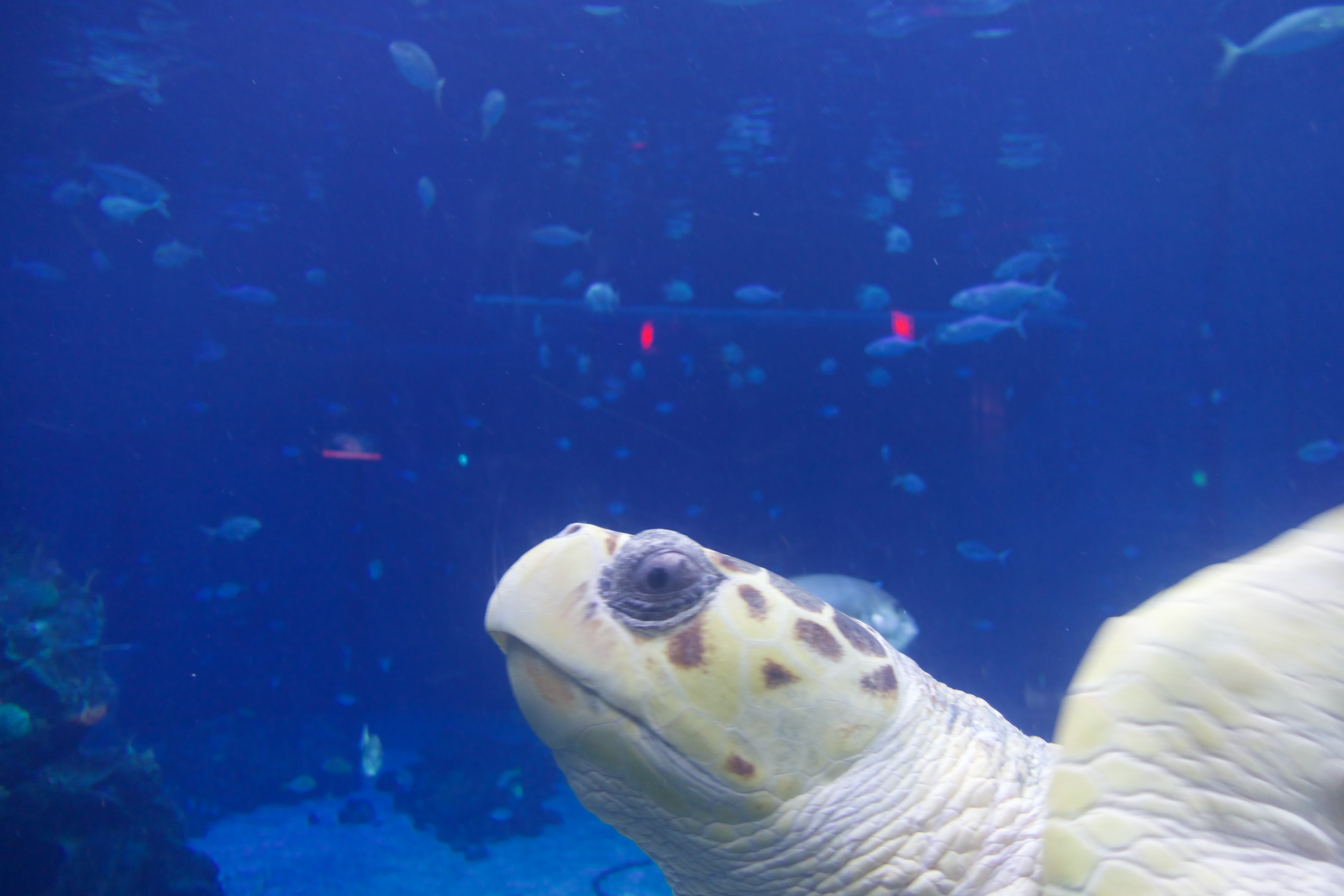 Beautiful sea turtle swimming at EPCOT's The Seas with Nemo & Friends aquarium